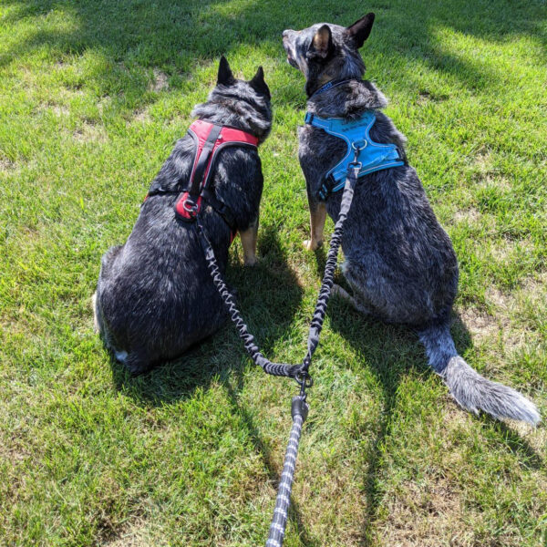 Correa Doble Anti-tirones con Amortiguadores para Paseo de Perros